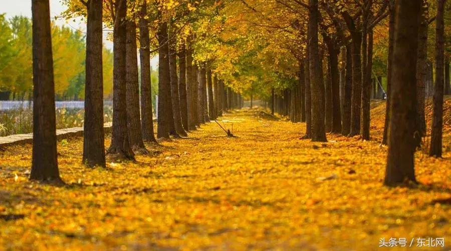 北京秋天一定要看的美景,北京秋天到处都是天堂般的美