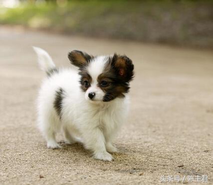 世界名犬前十名,世界名犬排名前十名图片