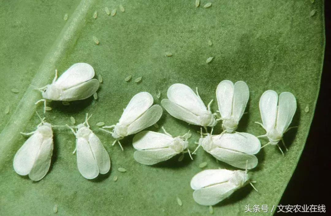 常见昆虫分类有哪些,常见农业昆虫分类