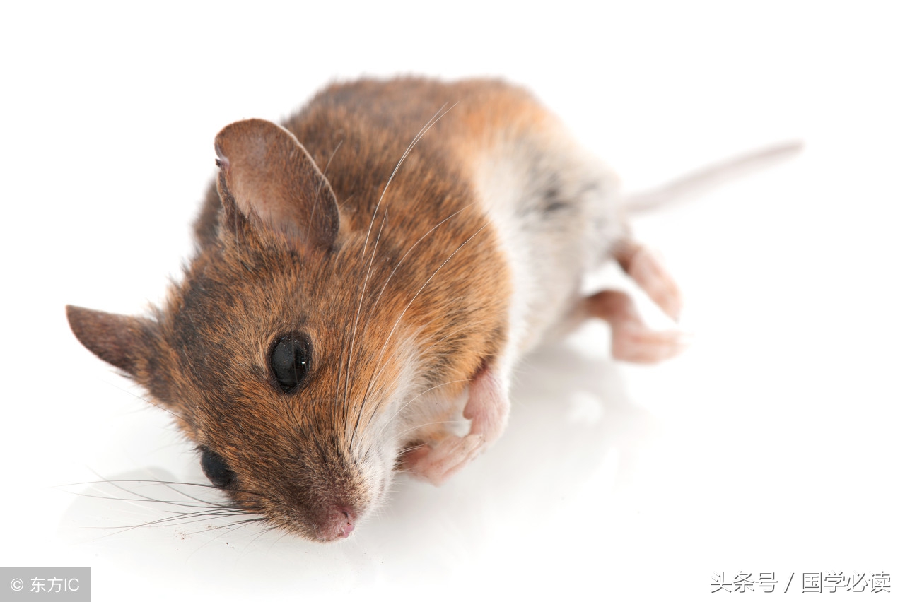 妙趣横生的十二生肖歇后语,十二生肖歇后语大全二年级