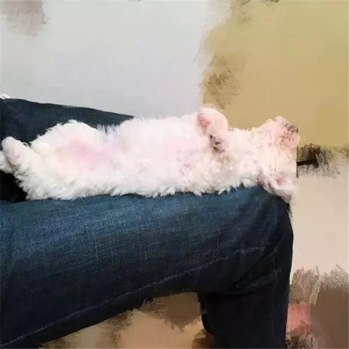 比熊幼犬感染寄生虫的五个症状,狗狗拉稀老不好,多半是这种虫!