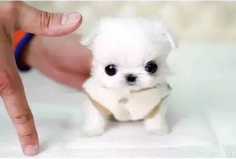 狗的种类大全,狗的种类大概介绍