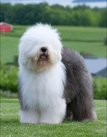 狗的种类大全,狗的种类大概介绍