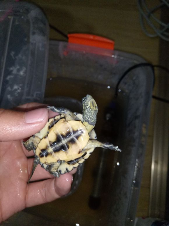 龟不用加热棒怎么给龟加温,龟治病加热棒推荐