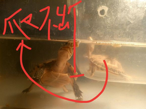 龟不用加热棒怎么给龟加温,龟治病加热棒推荐