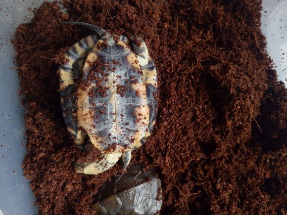 龟不用加热棒怎么给龟加温,龟治病加热棒推荐