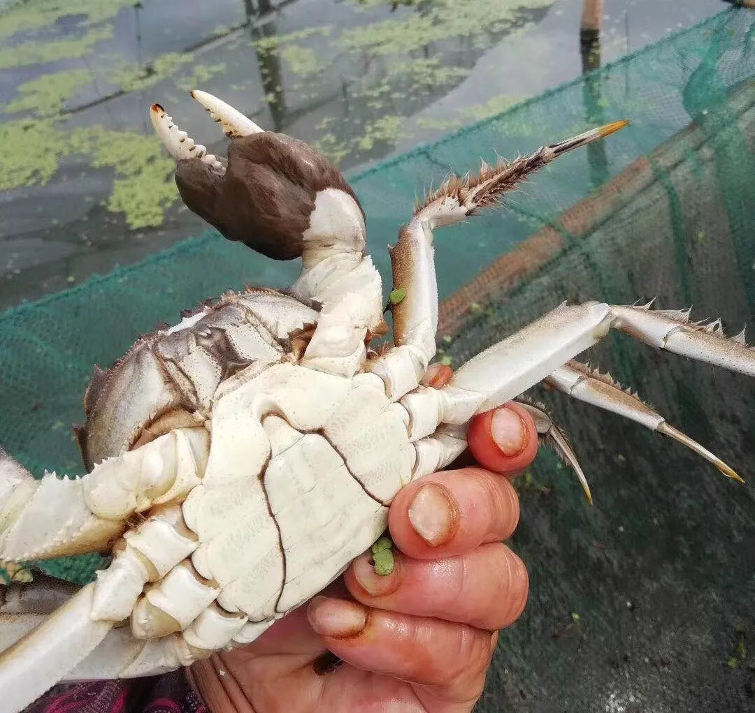 男子这样吃蟹险丧命！阳澄湖大闸蟹将上市，吃蟹千万别忘这些