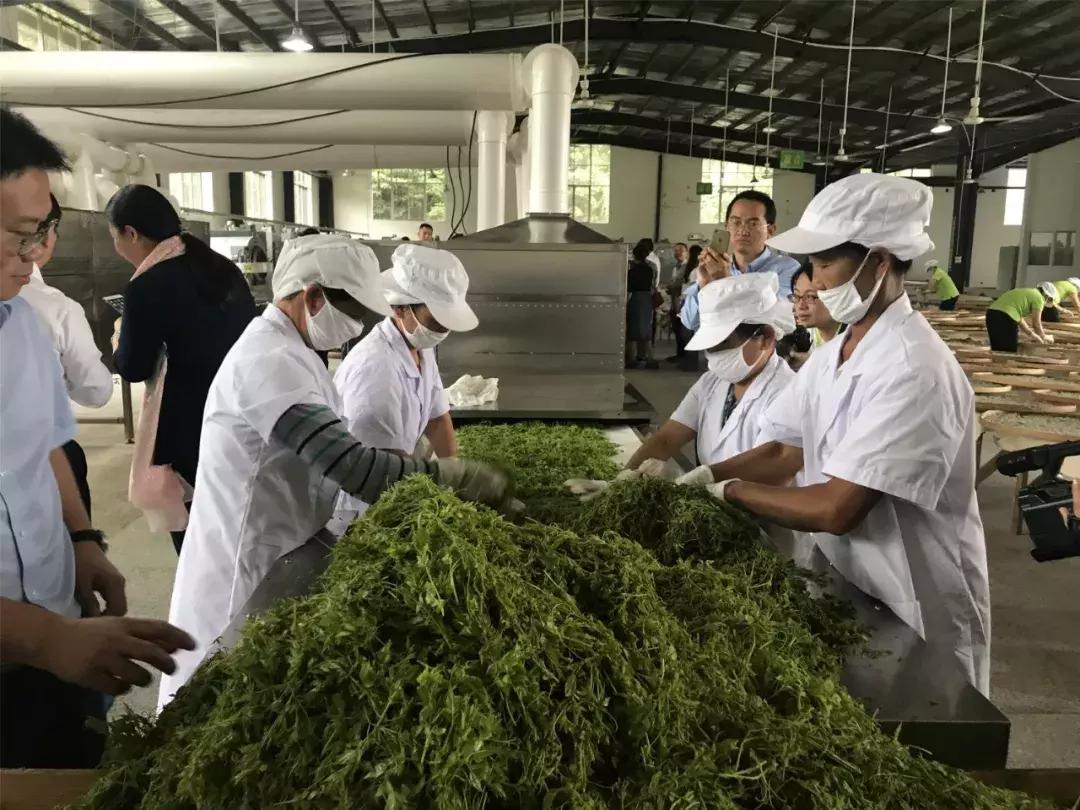 张家界莓茶将亮相茶博会,张家界莓茶文化节新闻发布会