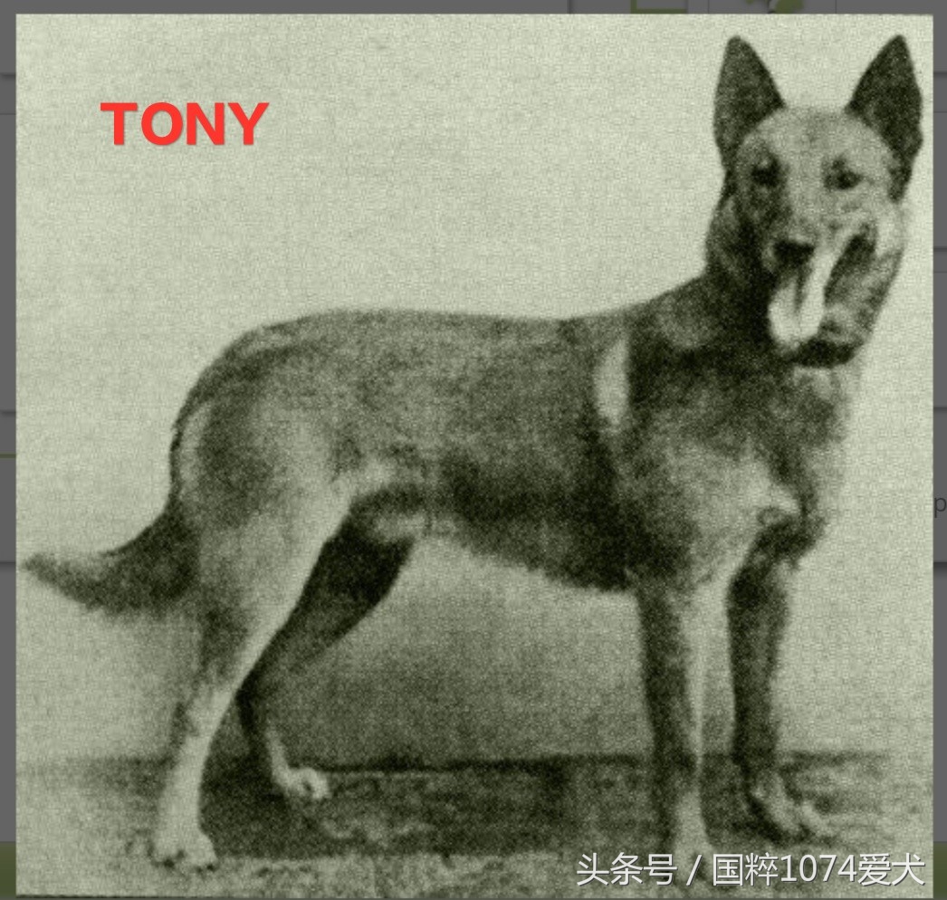 「可能是史上最清晰科普文章」系列之马犬起源和马犬的傲慢与偏见