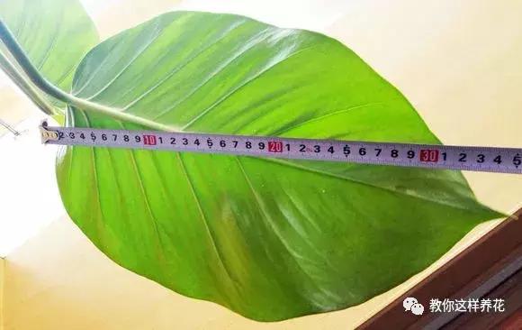 塑料瓶加点树皮，垒起来养成了绿萝树，发疯猛长叶宽20厘米！