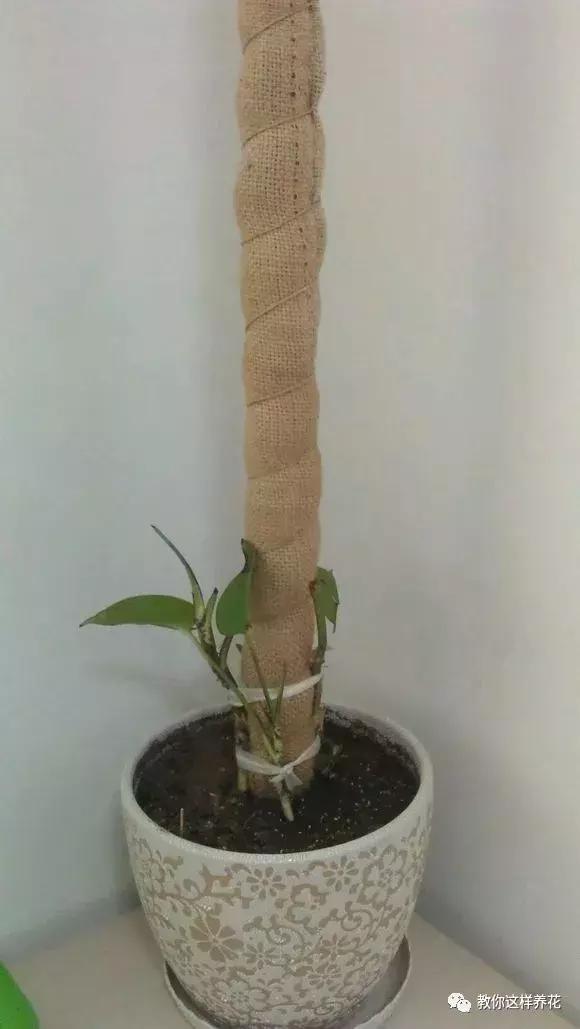 塑料瓶加点树皮，垒起来养成了绿萝树，发疯猛长叶宽20厘米！