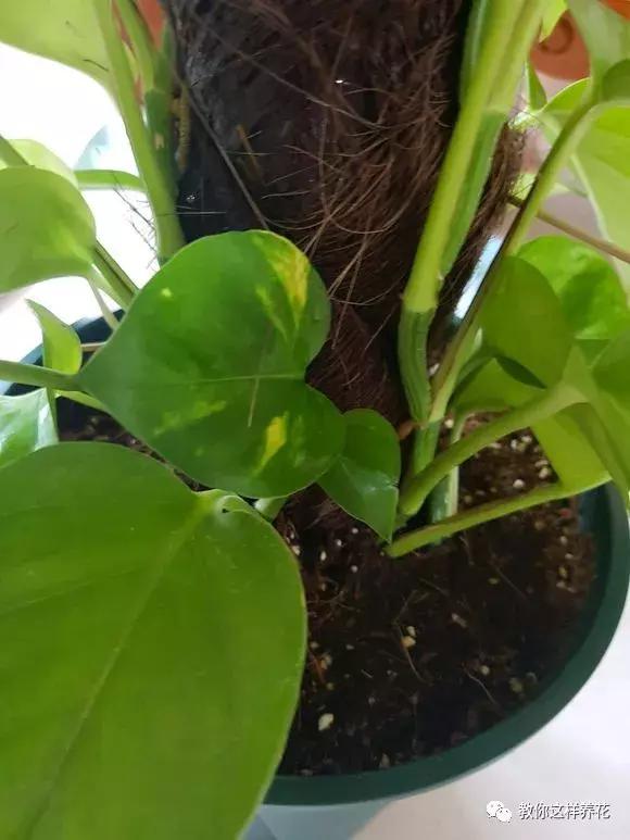 塑料瓶加点树皮，垒起来养成了绿萝树，发疯猛长叶宽20厘米！