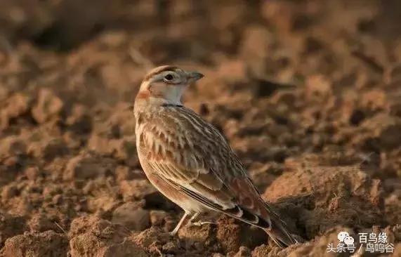老野历程一路走来的胡说八道汇总