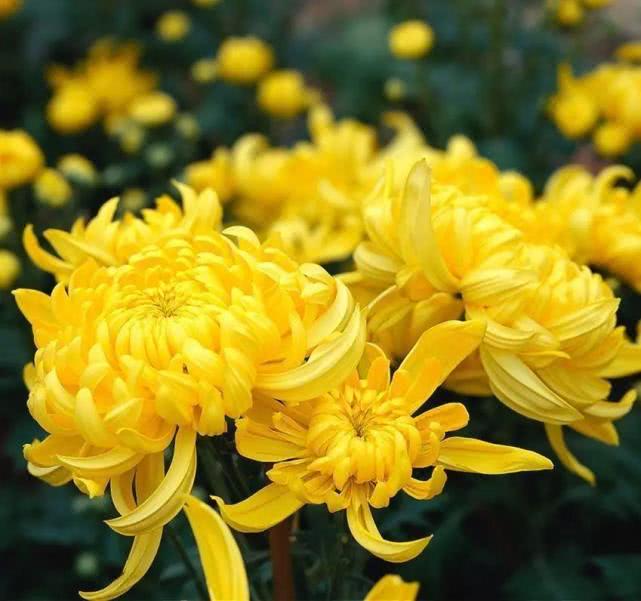 国画小写意菊花花头的画法,菊花国画写意画法视频