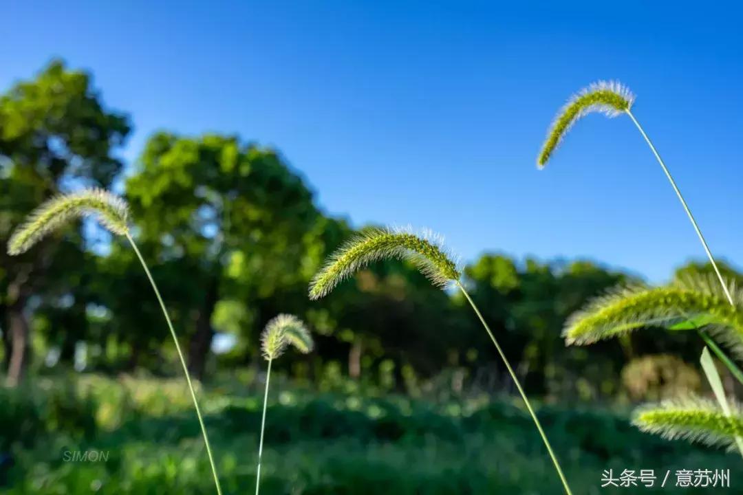 苏州好吃店铺,苏州好吃店