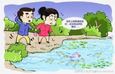 今日水产市场价格一览表,水产市场每日最新报价直播