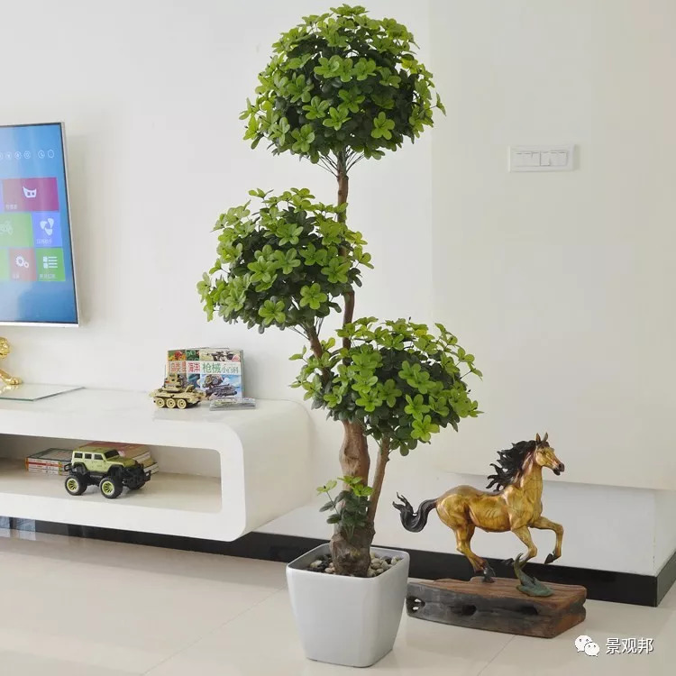 庭院风水植物讲究,庭院植物风水入门图片