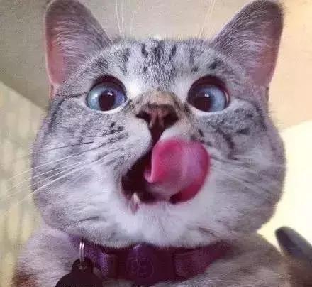 猫咪长猫癣怎么办？「科瑞卡育宠」