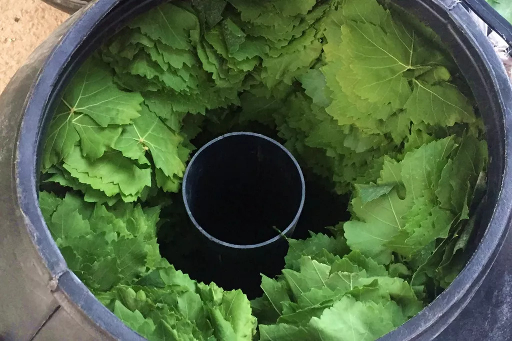 葡萄采收后叶面喷什么,葡萄后期保叶有什么好处