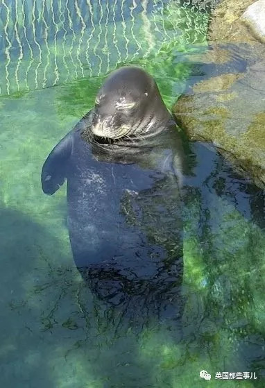 没有干劲的废柴海豹,只要心中有床,在哪里都可以豹睡个爽啊……