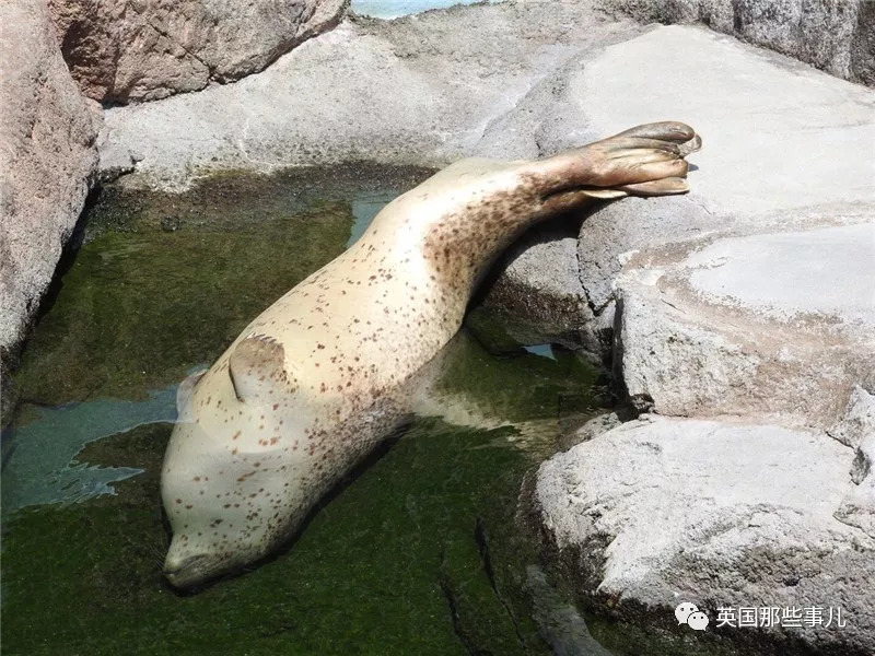 没有干劲的废柴海豹，只要心中有床，在哪里都可以豹睡个爽啊……