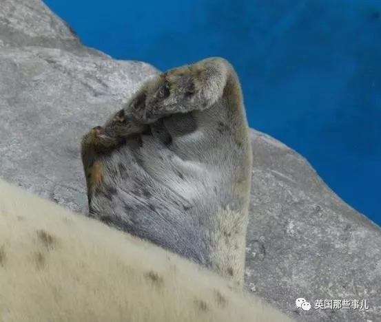 没有干劲的废柴海豹，只要心中有床，在哪里都可以豹睡个爽啊……