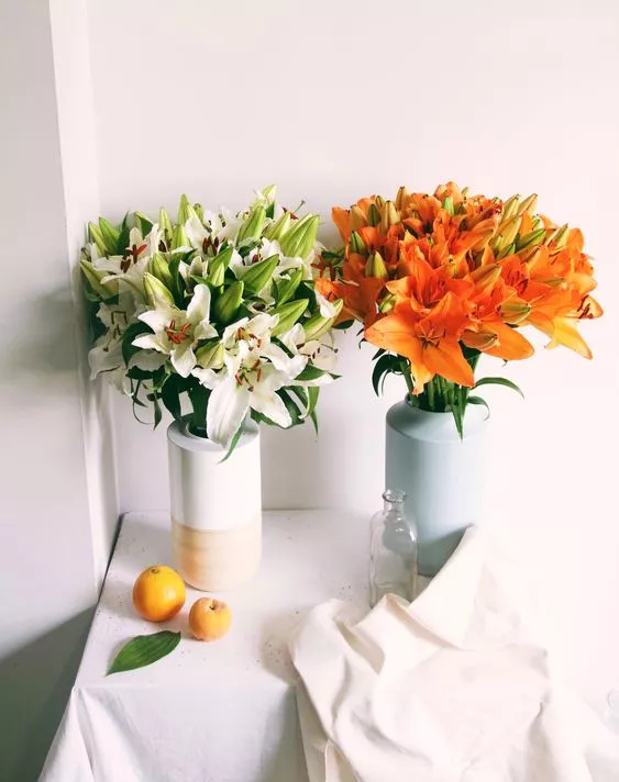 盘点家里忌养的植物,不适合在卧室养的植物