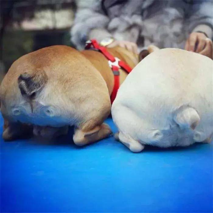 法牛洗澡没吹干,法牛洗澡的正确方法