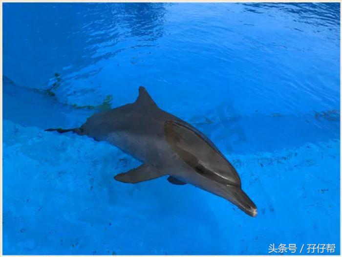 珠海长隆海洋王国不住酒店攻略,珠海长隆海洋王国横琴湾亲子攻略