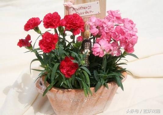 小妙招杀虫药,杀虫剂一招搞定