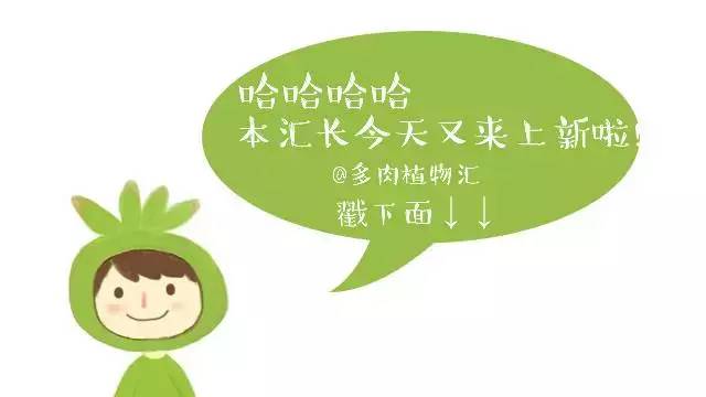 这个秋天，还在愁家里没有美肉吗？超高颜值的法师、冰梅等你来抢购！