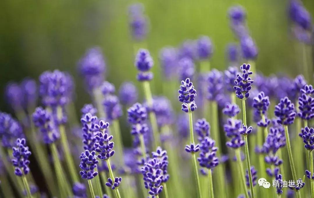 植物为什么会产生油脂,哪些植物含有植物精油