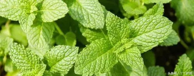 一副中药30多味药是大方子吗,一个方子30多味中药