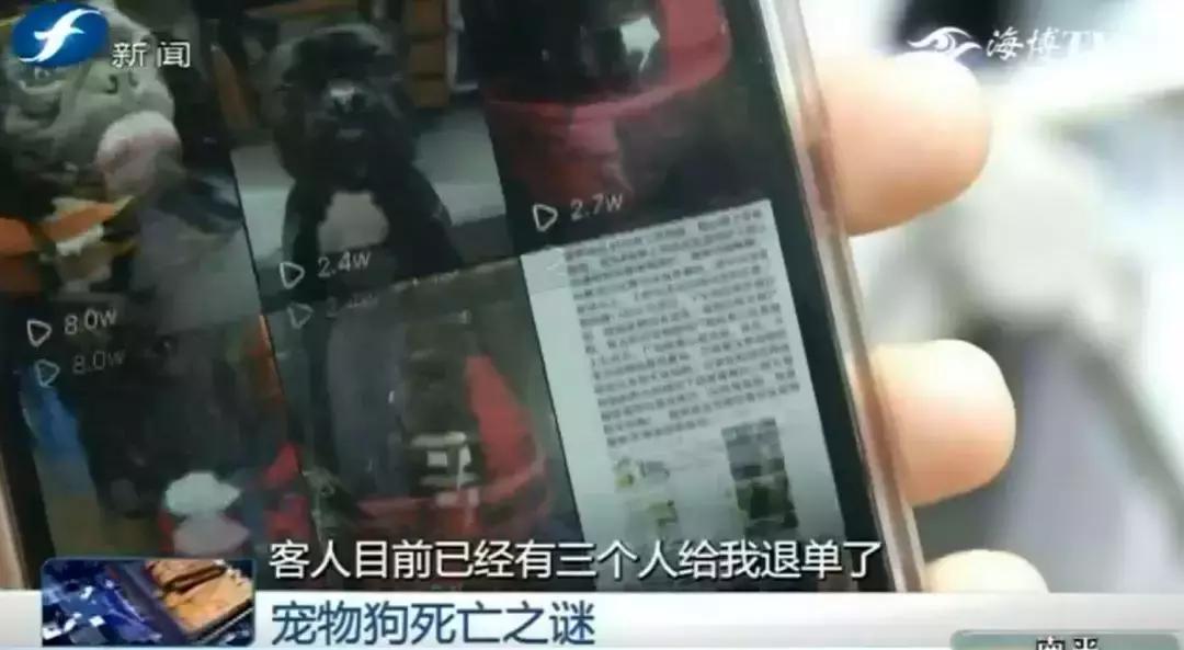 宠物店签订协议寄养死了怎么赔偿,为什么幼犬会在一夜之间莫名死亡