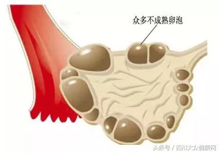 明明排卵了怎么怀不上,明明排卵了为啥就怀不上呢