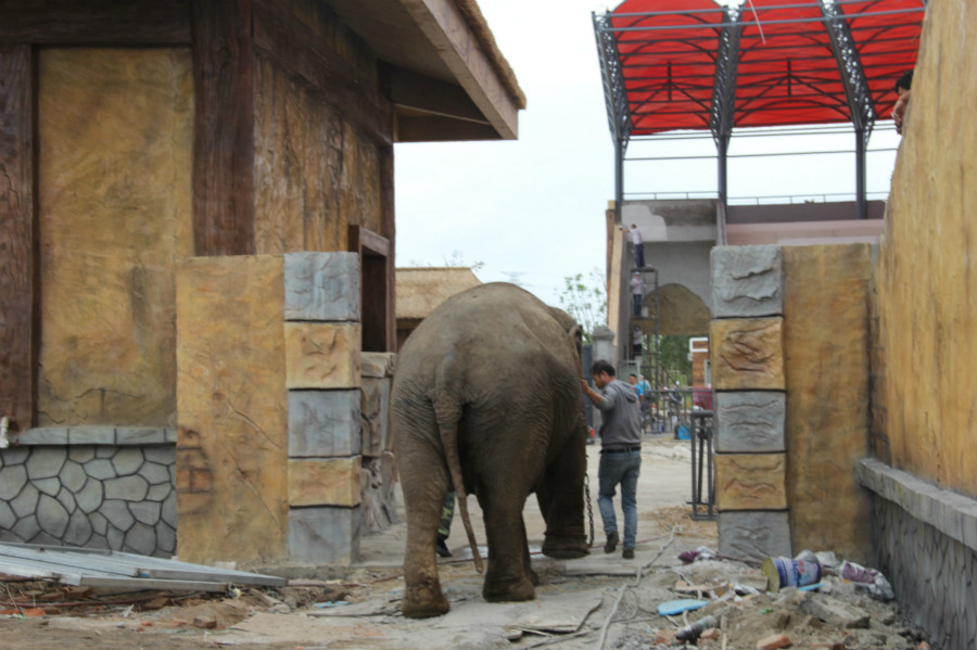非洲象和亚洲象在上海野生动物园,南通森林野生动物园熊猫刚来南通