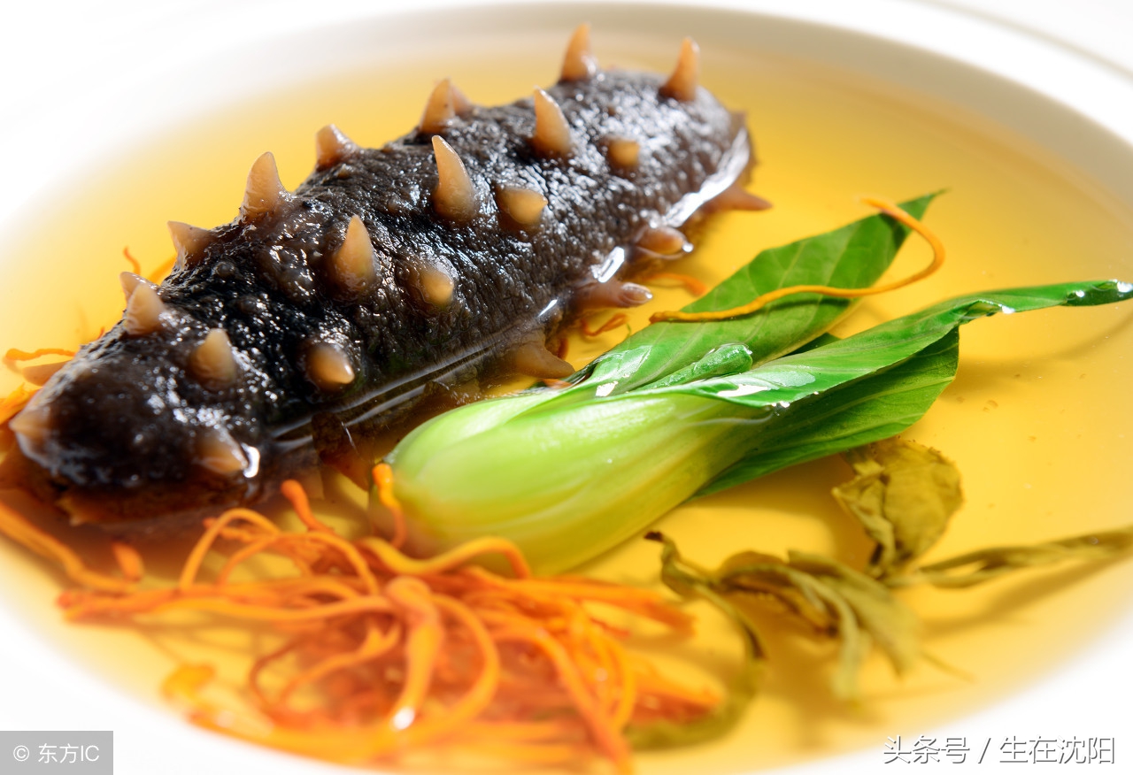 辽参的正宗照片大全,辽参野生图片大全