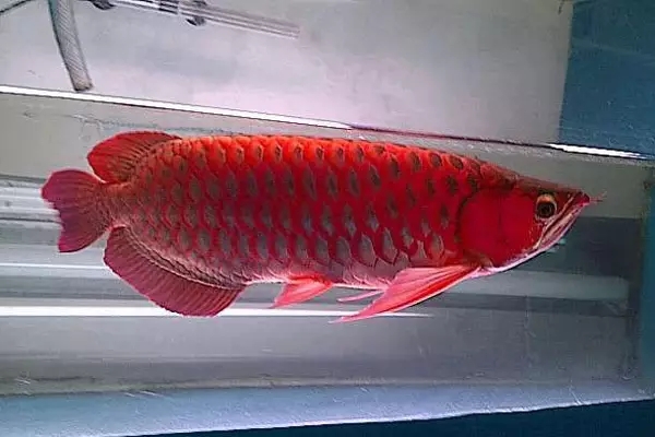 鱼跳缸是什么原因,鱼儿跳起来是什么原因