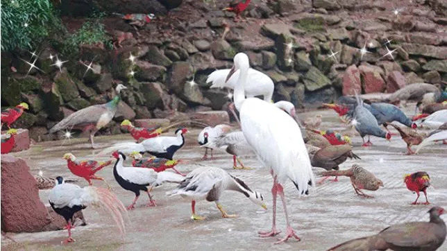 彭山景区免费政策,优待证去庐山景点全部免费吗