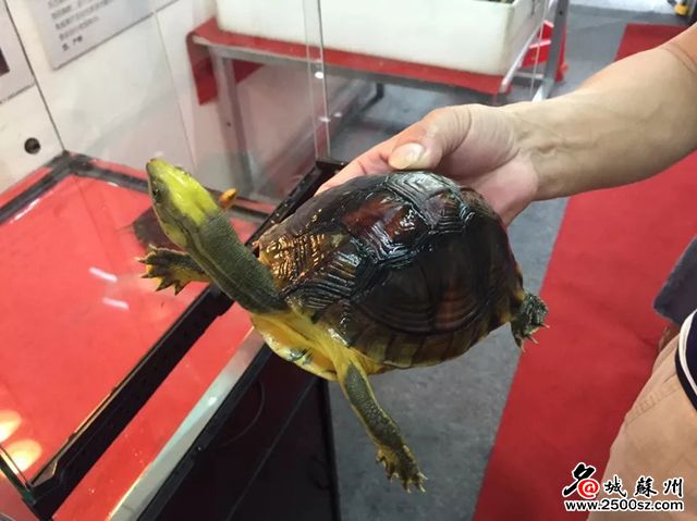 苏州最大的花鸟市场新搬在哪里,苏州花鸟市场营业时间