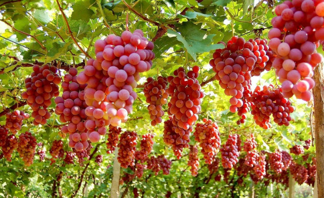 馋了一夏天，终于等到秋收了，家乡特产——美国红提