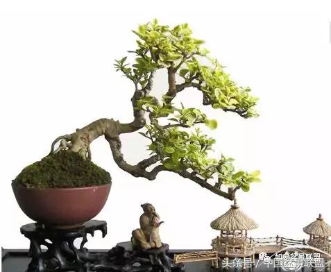 微型盆景拇指盆批发,微型盆景小摆件厂家批发