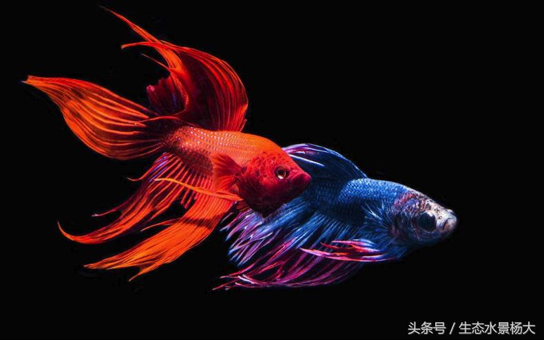 新手养斗鱼应该怎么养,斗鱼怎么养新手入门