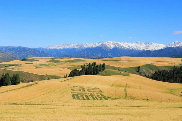江布拉克的美景描述,风吹麦浪风景视频