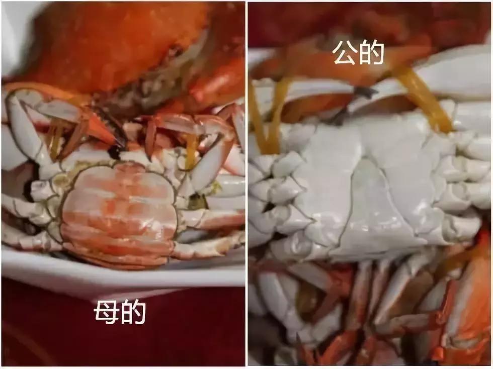 汕头人一般在哪吃海鲜,汕头人喜欢吃的海鲜