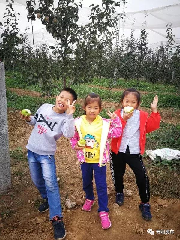 寿阳县富家沟梨儿熟了!又见梨果满枝头