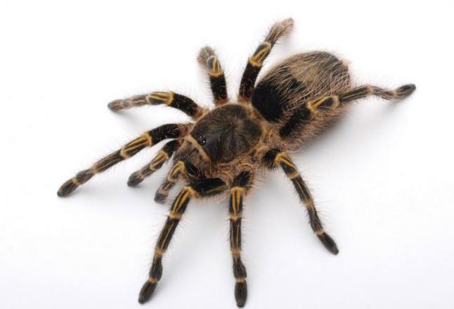 盘点世界上几种奇特的蜘蛛,蜘蛛为什么能把网织得这么好看