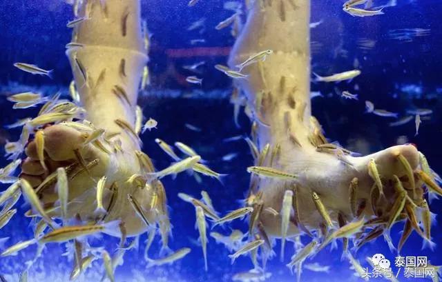 火遍全泰的这种“小鱼啃脚Spa”,你可知有多大健康风险?