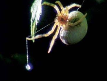 盘点世界上几种奇特的蜘蛛,蜘蛛为什么能把网织得这么好看