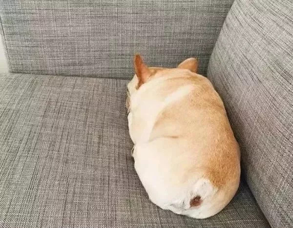 养狗必知的100条知识,24条养狗小知识都在这里了